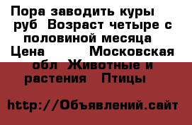 Пора заводить куры 300 руб. Возраст четыре с половиной месяца › Цена ­ 300 - Московская обл. Животные и растения » Птицы   